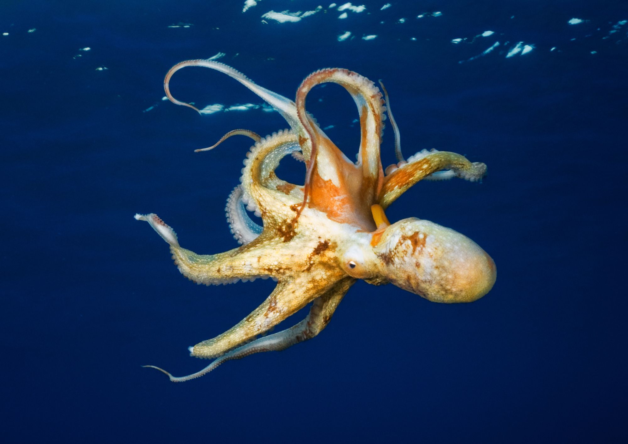 10 incredibili curiosità sugli animali che forse non conosci