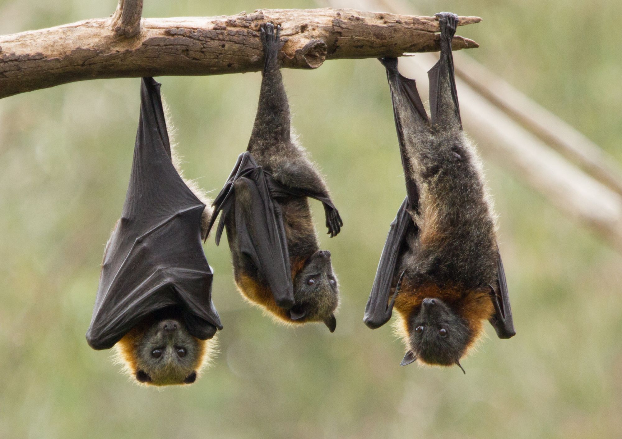 Quando la natura sorprende: i comportamenti più strani degli animali