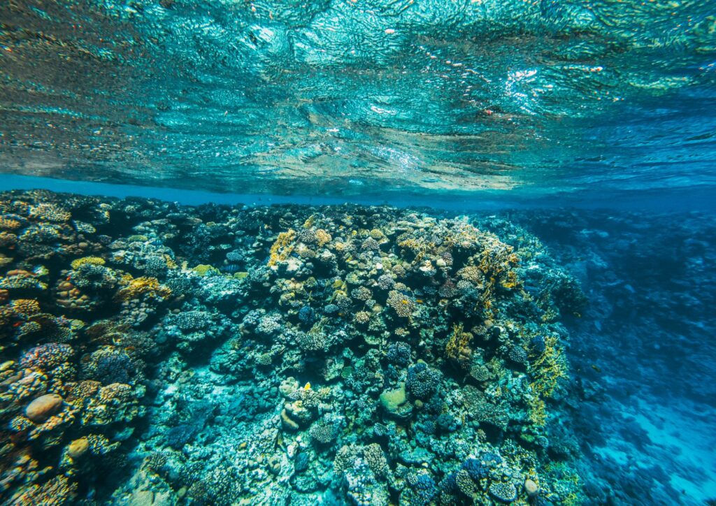 Specie aliene nei mari italiani, dal pesce scorpione alla triglia tropicale del Mar Rosso: il Mediterraneo cambia volto