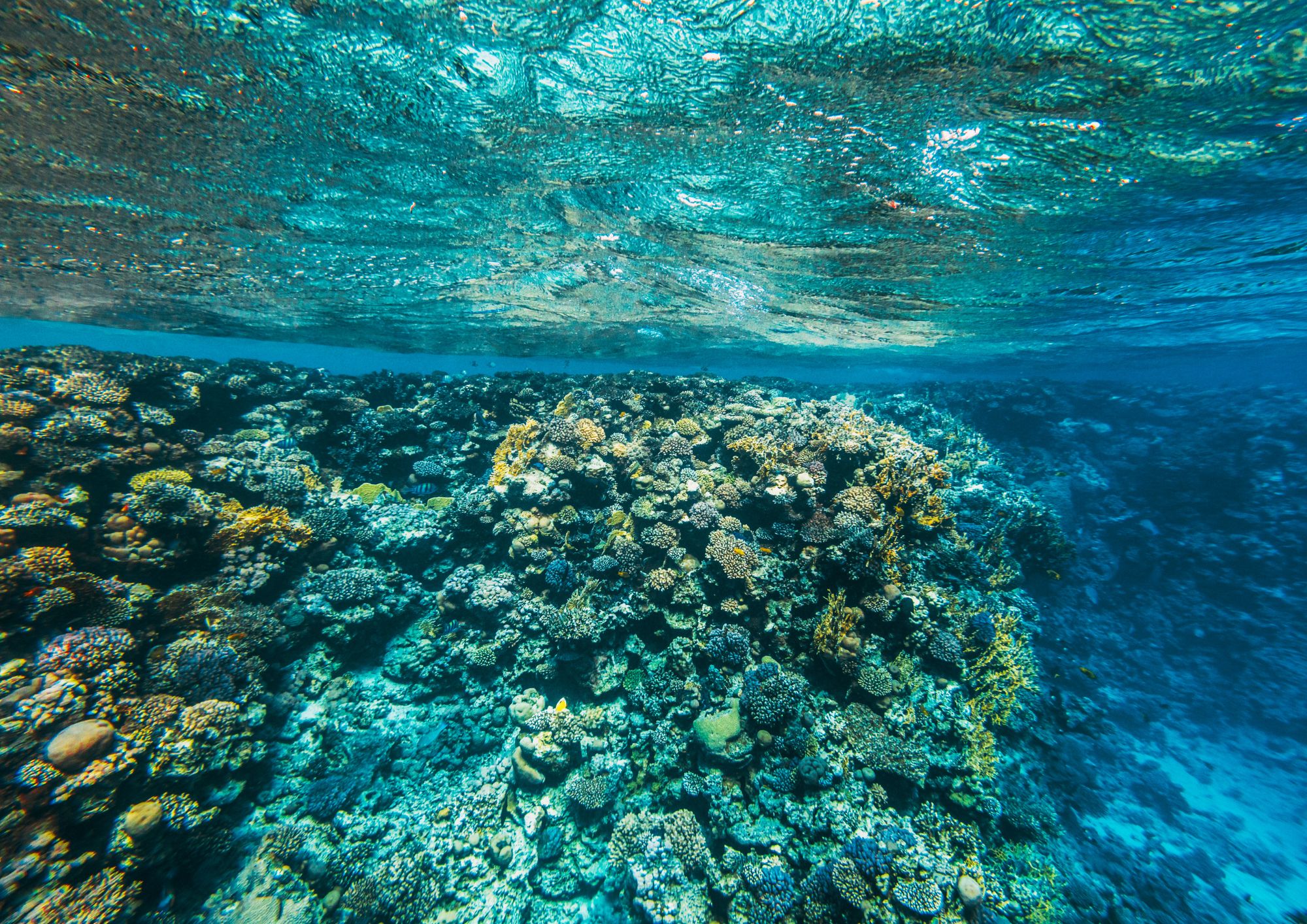 Specie aliene nei mari italiani, dal pesce scorpione alla triglia tropicale del Mar Rosso: il Mediterraneo cambia volto