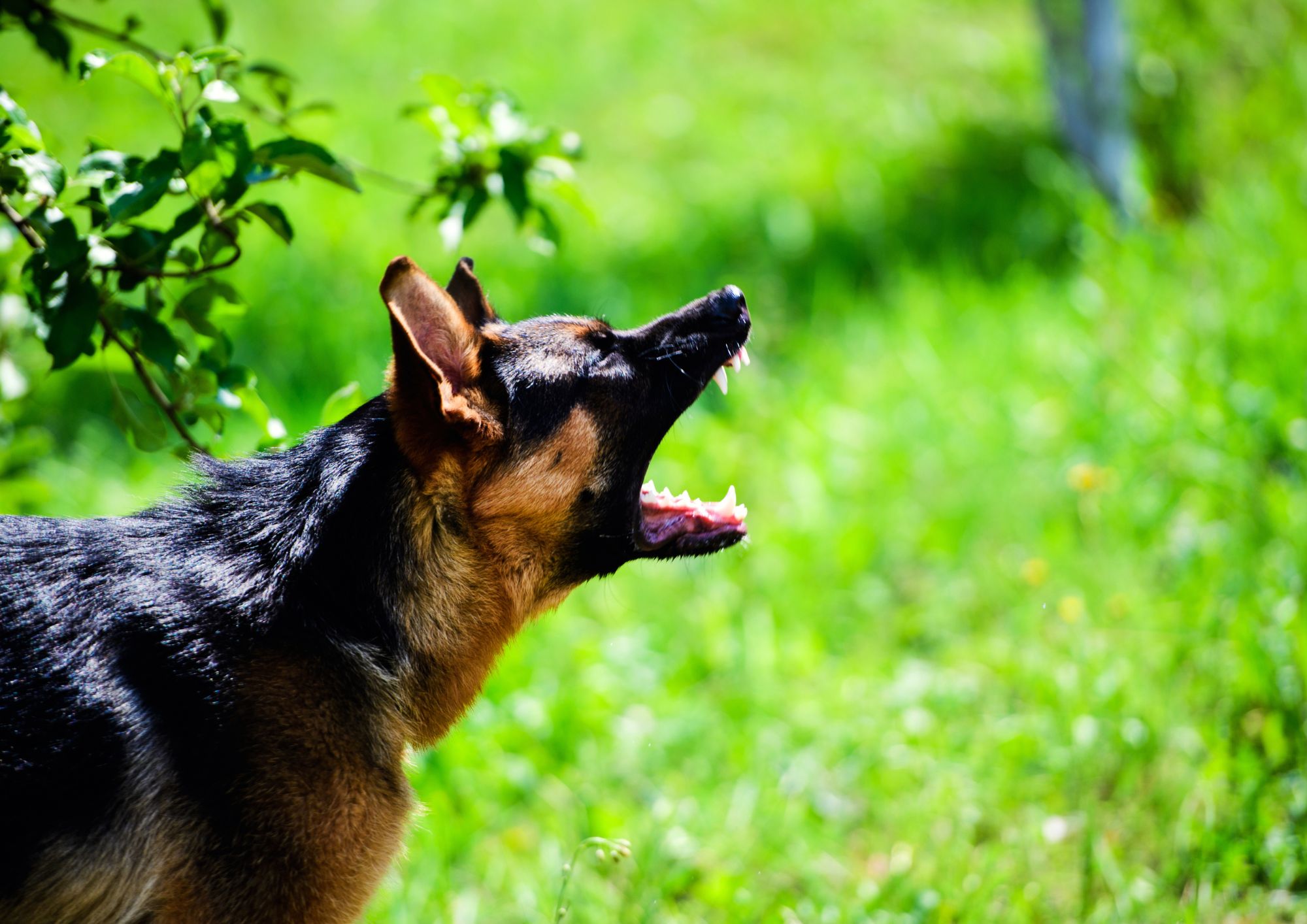 Cane aggredisce, chi è responsabile? Diritti e doveri del proprietario