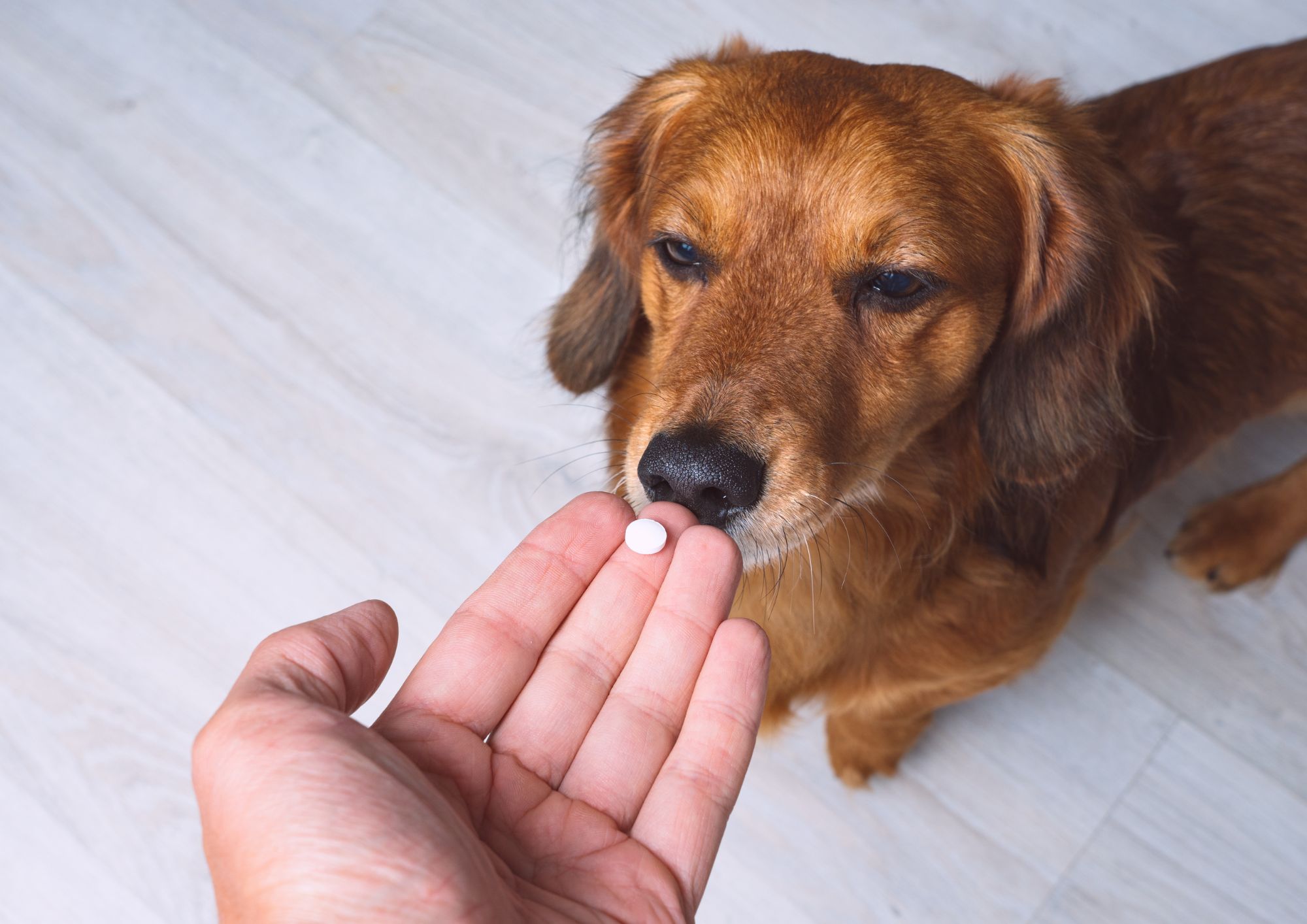 Antibiotici a cani e gatti: dal Ministero linee guida contro il “fai da te”