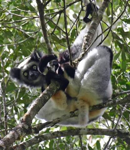 Lemuri indri, i “cantanti” della foresta: modulano la voce come i soprani