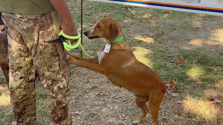 Caccia, cinofilia e natura, a Roscigno Vecchia il festival “Cilento Selvaggio”