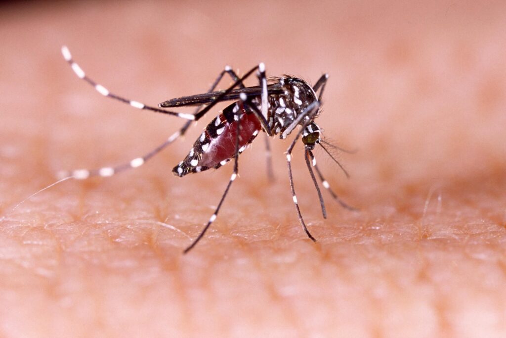 Dengue, turista veneto aveva soggiornato a Marina di Camerota: scatta la prevenzione