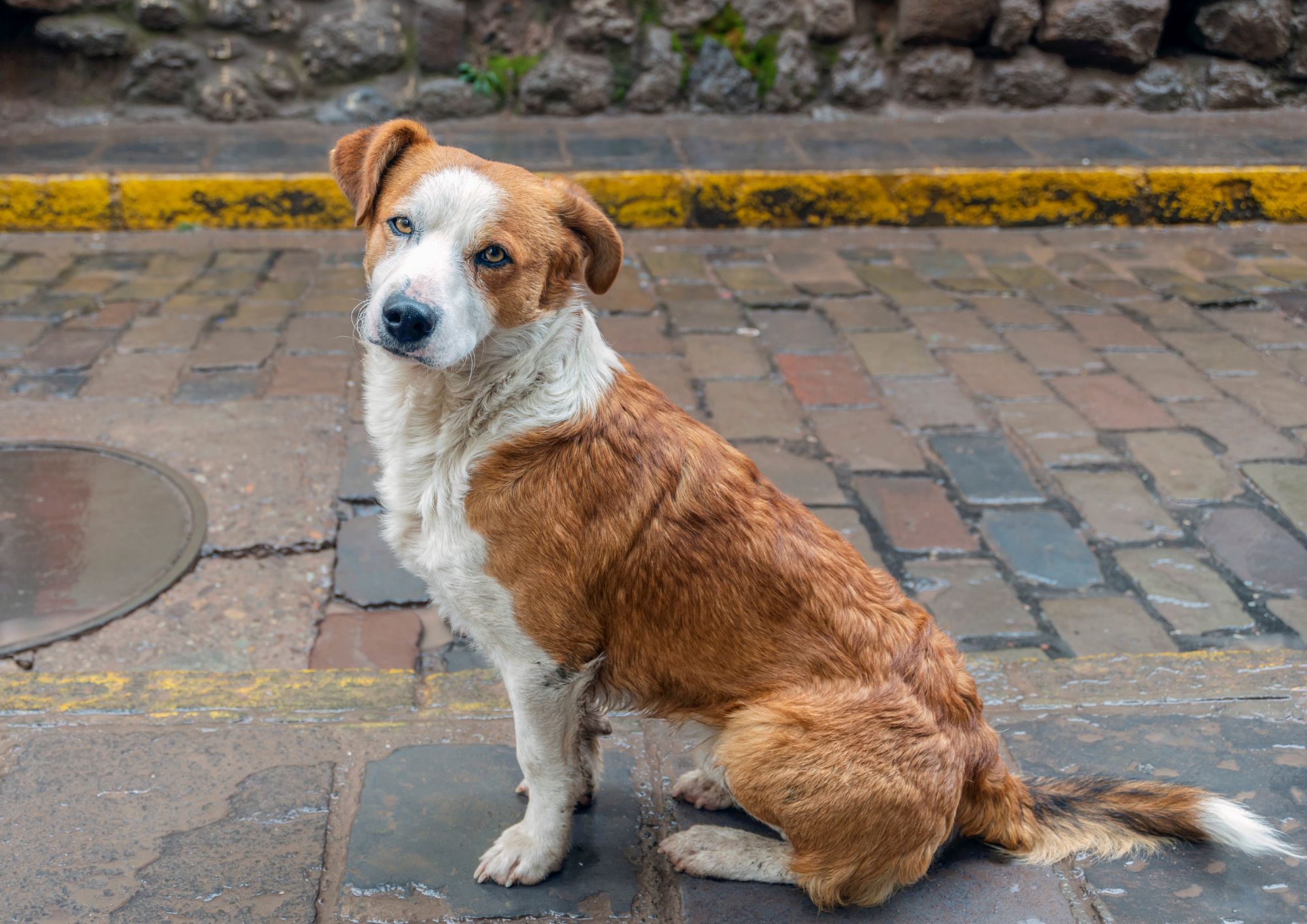 Animali domestici e randagismo, cosa prevede la legge e quali sono i doveri dei Comuni