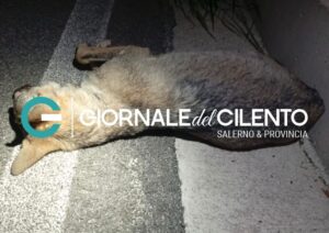 Lupo investito e ucciso nel Cilento, era una giovane femmina