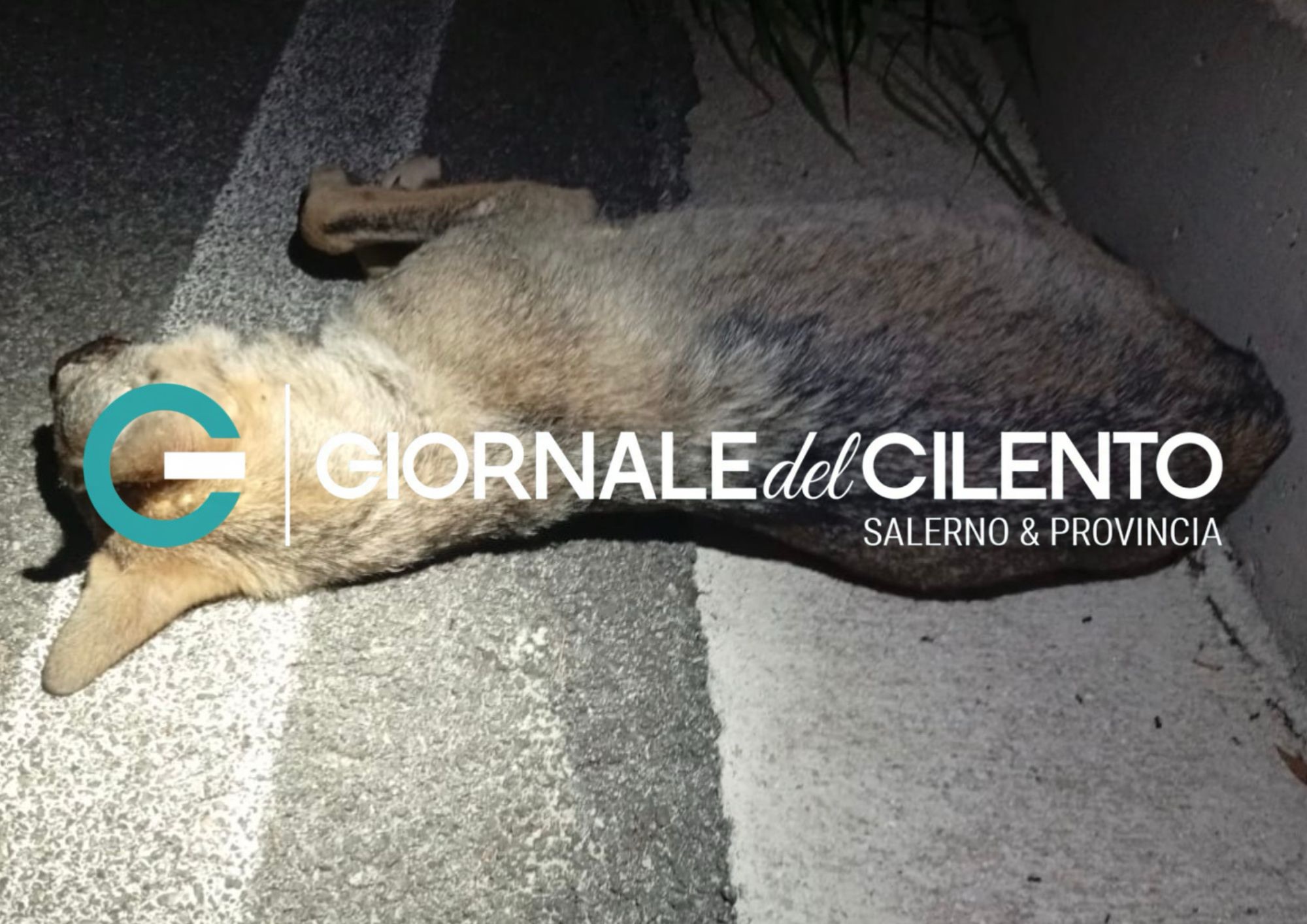 Lupo investito e ucciso nel Cilento, era una giovane femmina