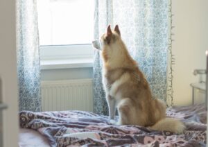 Cani lasciati soli in casa, quanto tempo possono restare senza stress