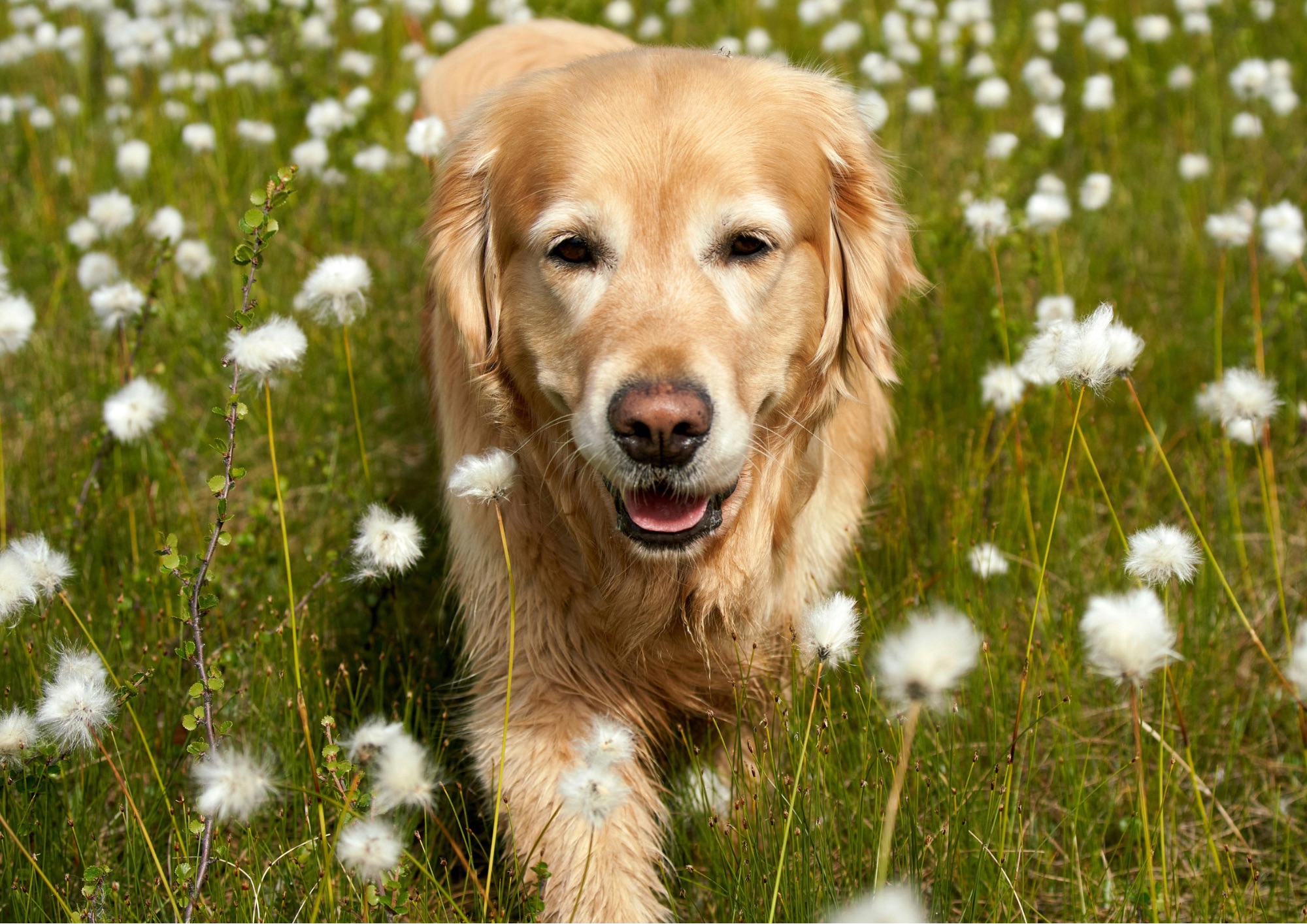 Oltre 100 Golden retriever a San Vincenzo, nel livornese il raduno dedicato ai cani