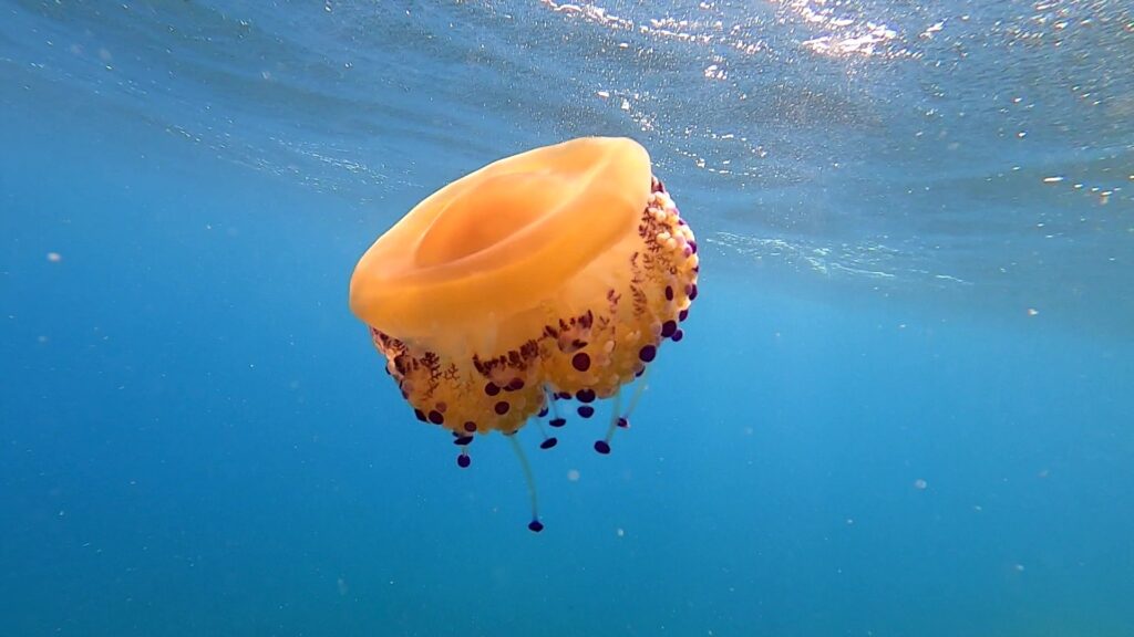 Meduse nel Cilento, invasione di Cassiopea lungo la costa
