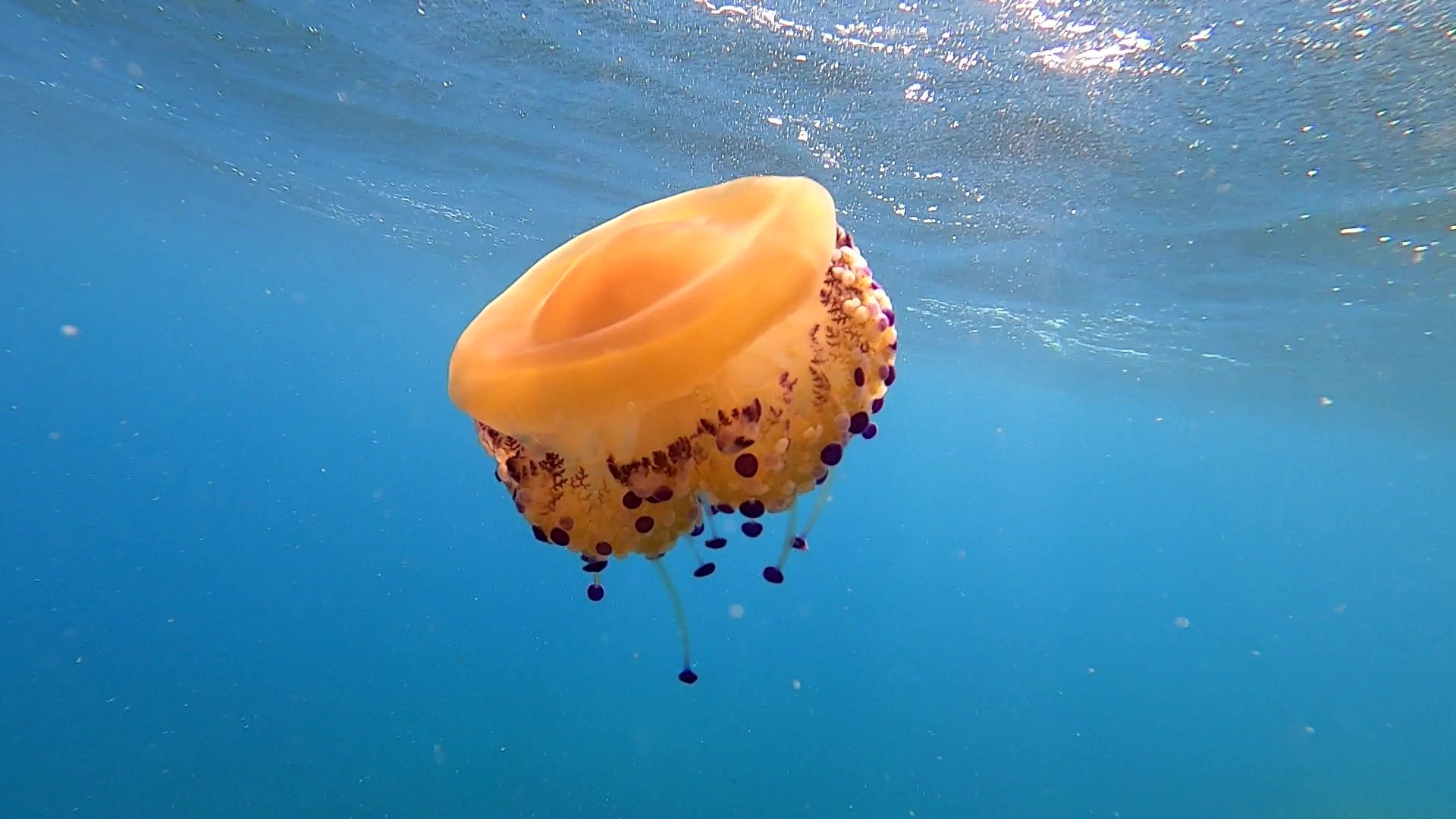 Meduse nel Cilento, invasione di Cassiopea lungo la costa