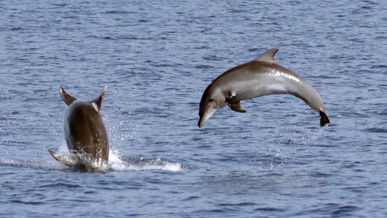 Marina di Camerota, un incontro per conoscere e proteggere i cetacei