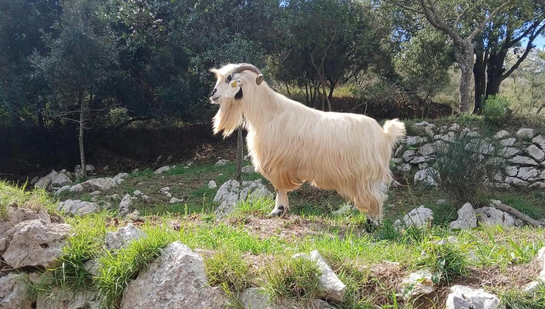 Capre di Anacapri, salta il trasferimento ad Agropoli