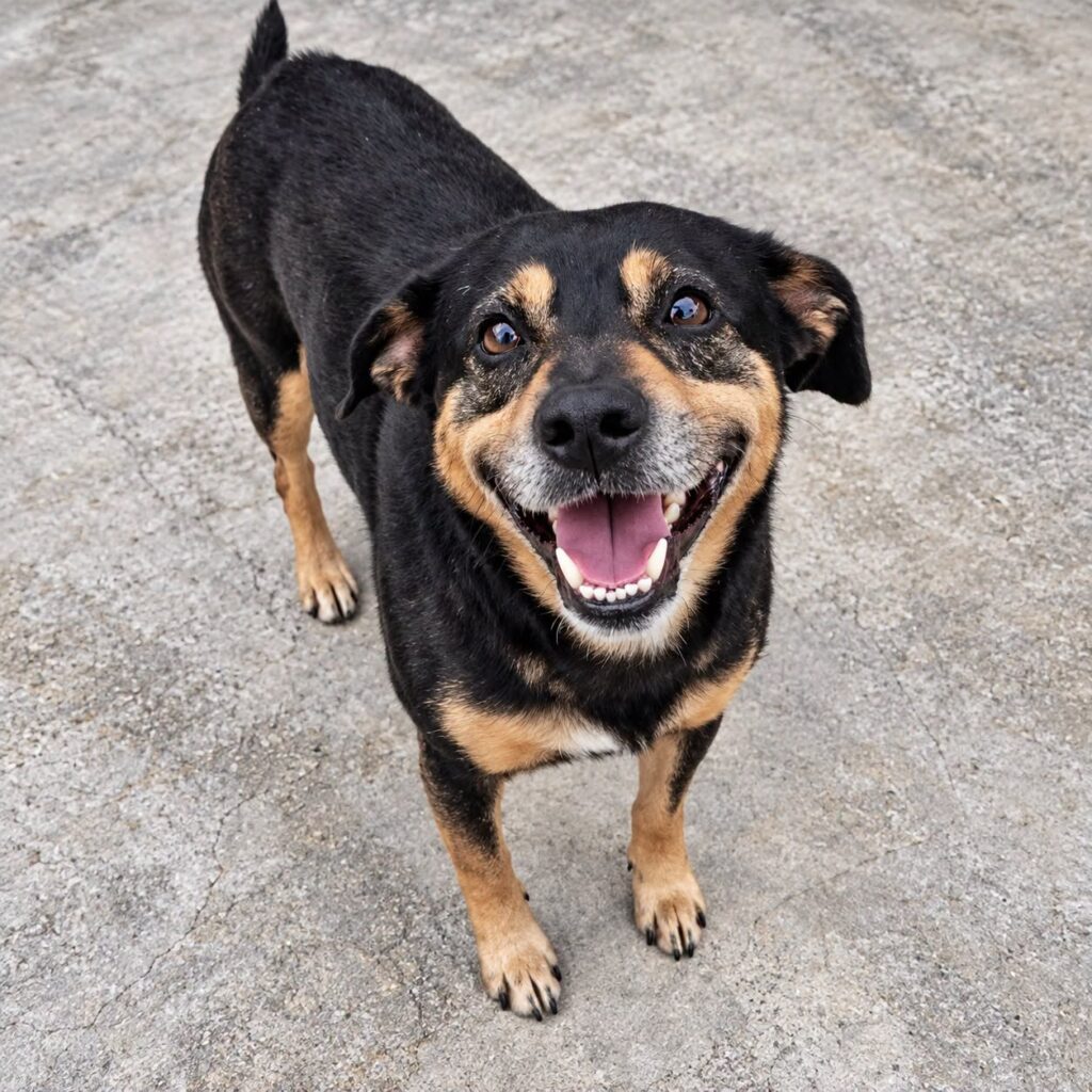Cane Diego, nuova vita a Modena dopo l’abbandono a Maccarese