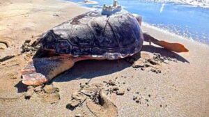 Ascea, nuove luci per le tartarughe marine: liberati due esemplari