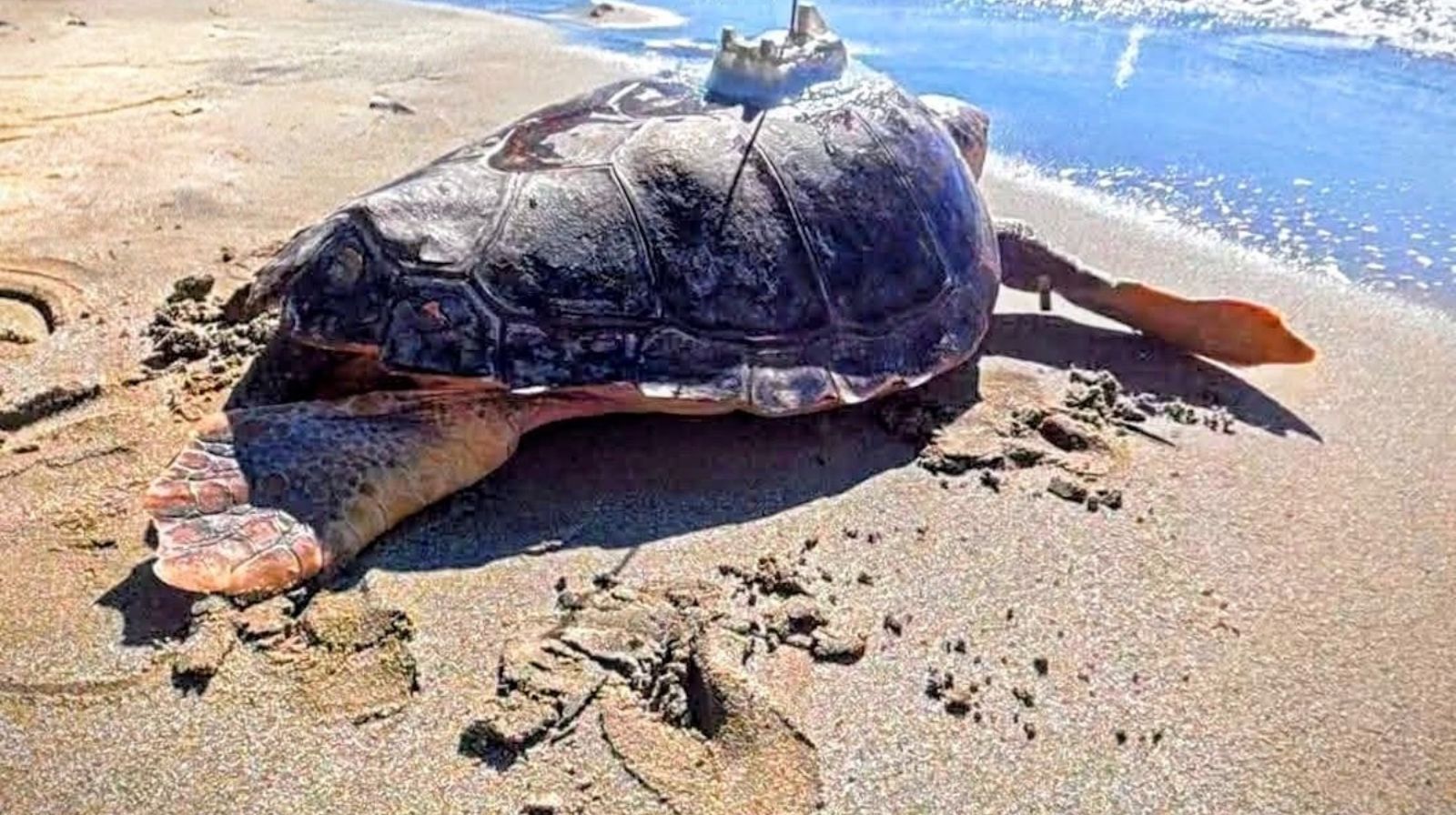 Ascea, nuove luci per le tartarughe marine: liberati due esemplari