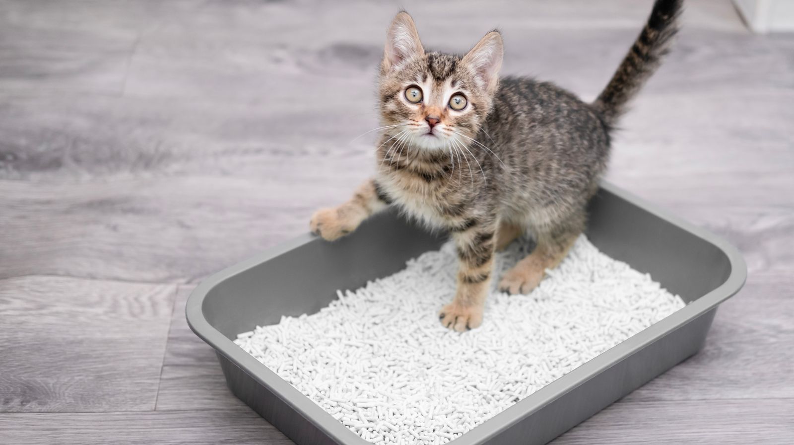 Gatti, perché fanno pipì fuori dalla lettiera: cause e consigli per risolvere il problema