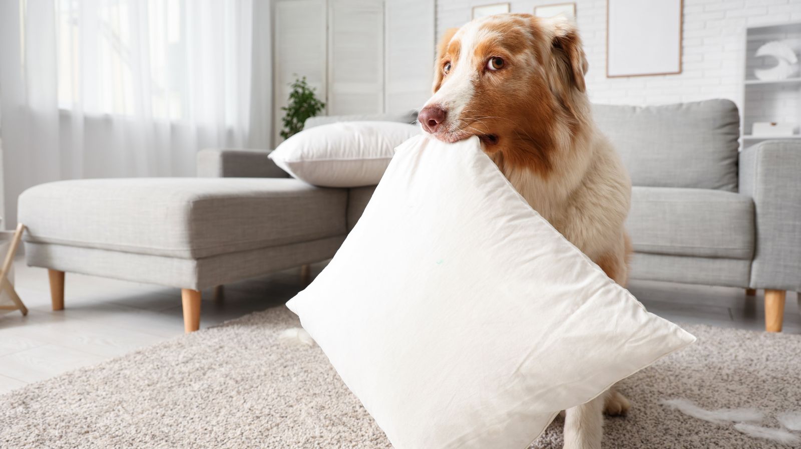 Il cane resta solo in casa: come riconoscere i segnali di disagio
