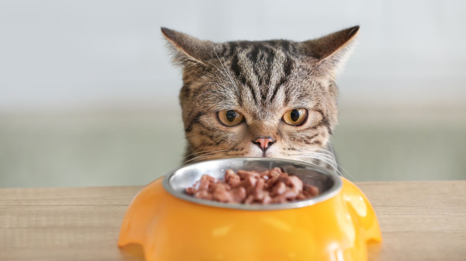 Cibi comuni che possono essere pericolosi per cani e gatti