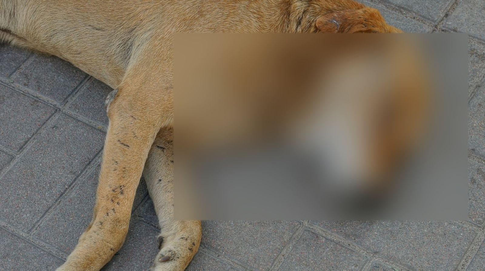 Albanella, cane investito e ucciso sulla provinciale: auto in fuga