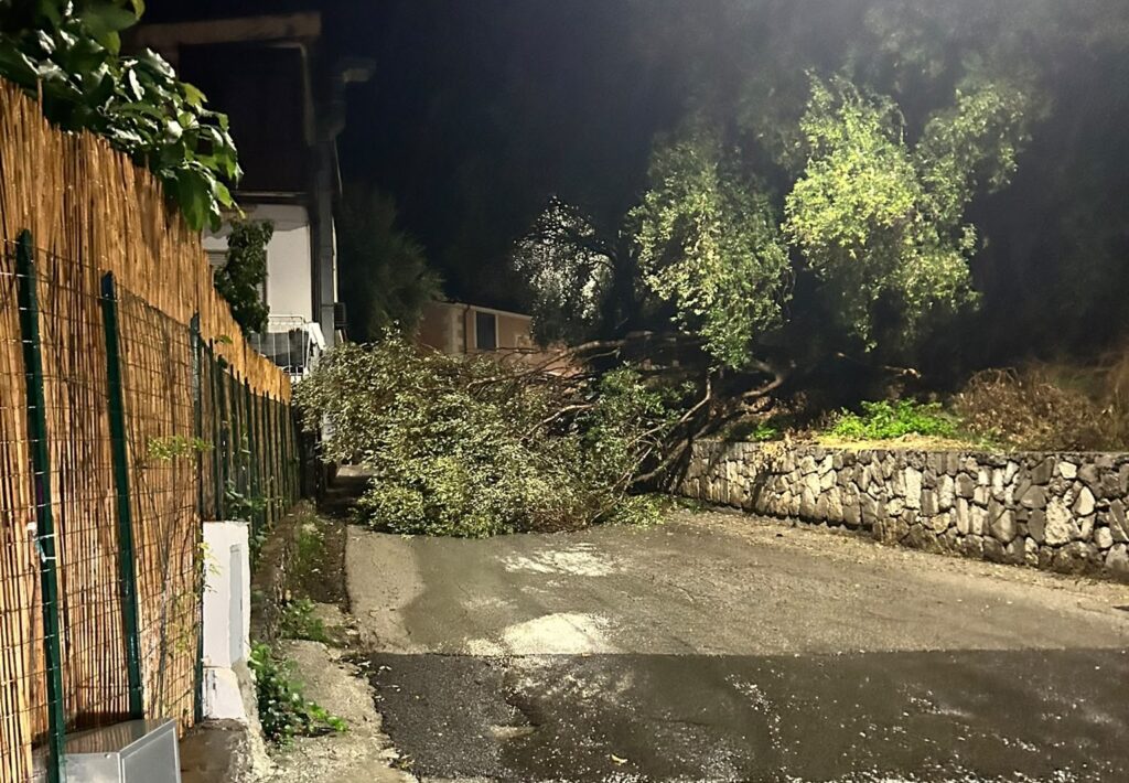 Marina di Camerota, albero cade sulla variante Castello: strada chiusa