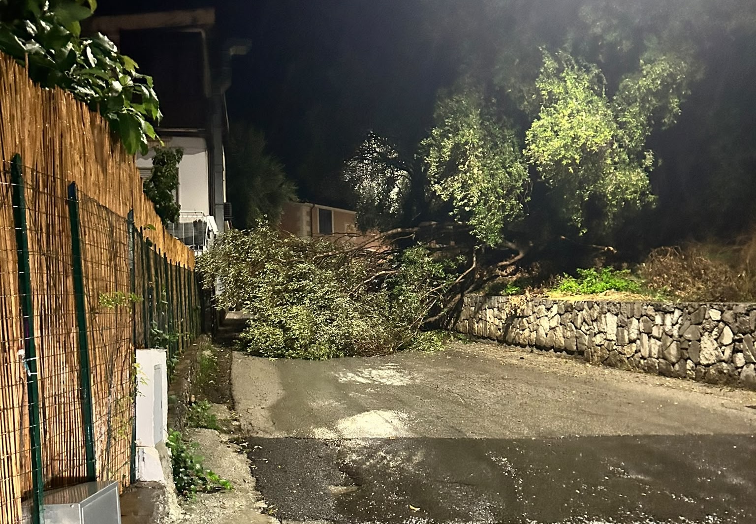 Marina di Camerota, albero cade sulla variante Castello: strada chiusa