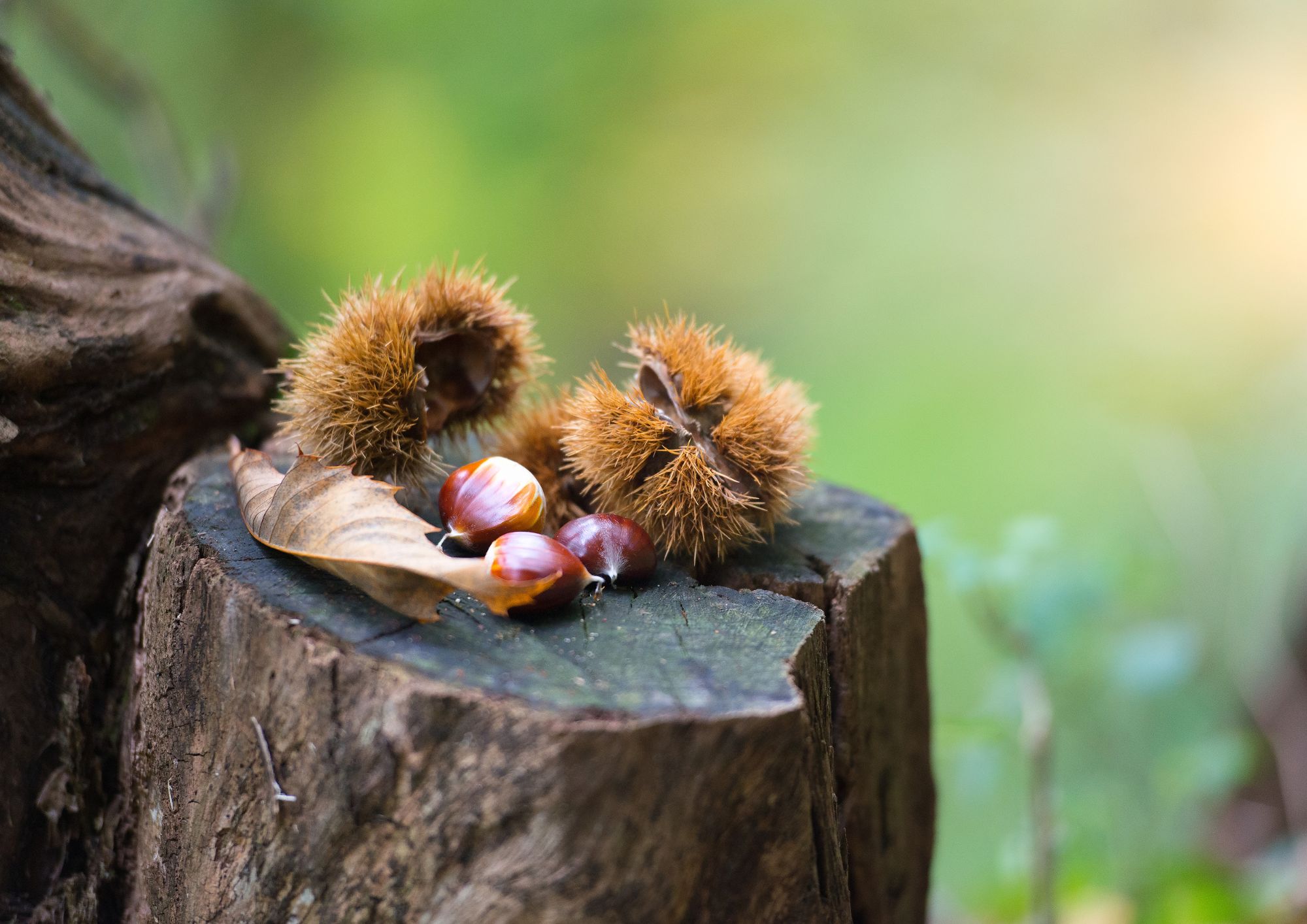 Castagne, dall’Irpinia al Cilento i luoghi della raccolta in Campania
