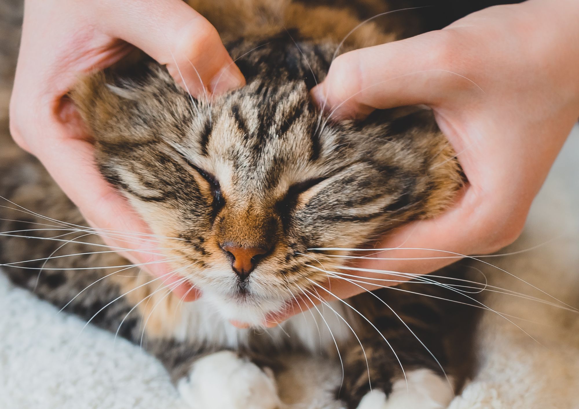Animali: cani e gatti stressati, ecco i segnali da non sottovalutare