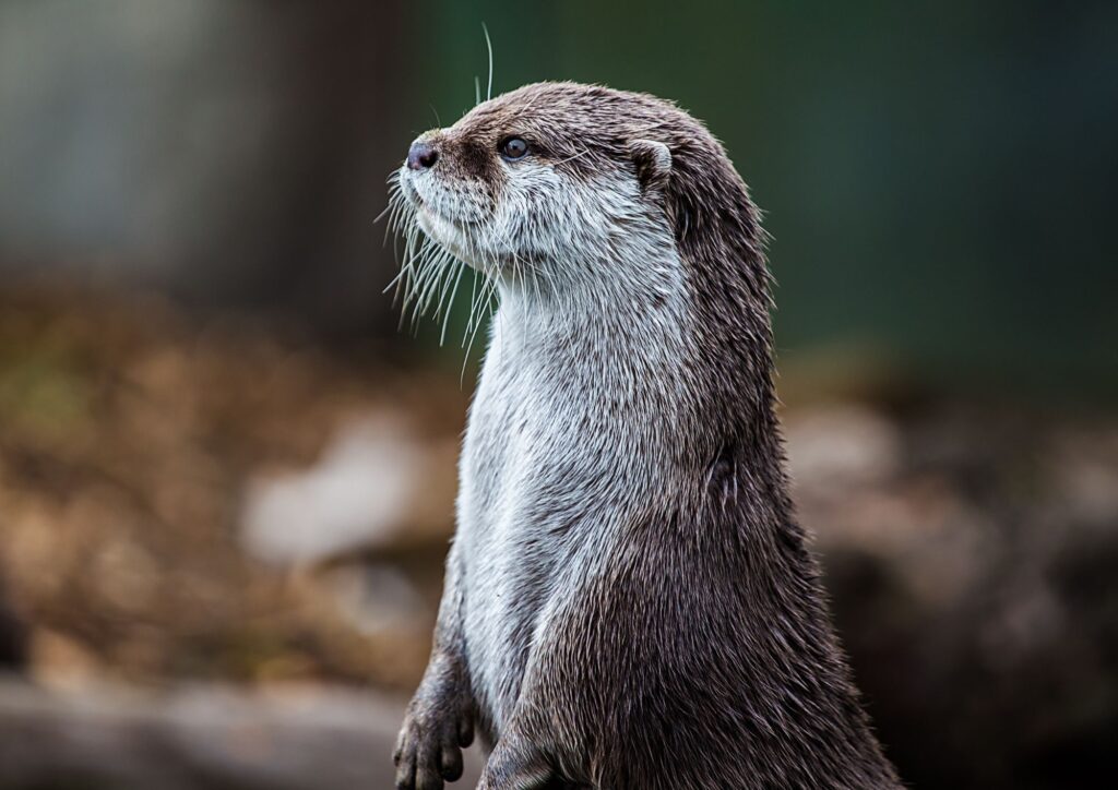 Animali selvatici in Campania, 5 luoghi dove osservare la fauna senza disturbarla