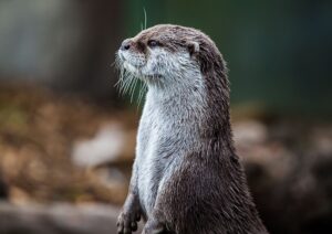 Animali selvatici in Campania, 5 luoghi dove osservare la fauna senza disturbarla