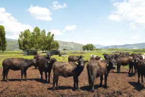 World Buffalo Congress, dopo 20 anni il mondo della bufala torna in Italia e si riunisce a Sorrento