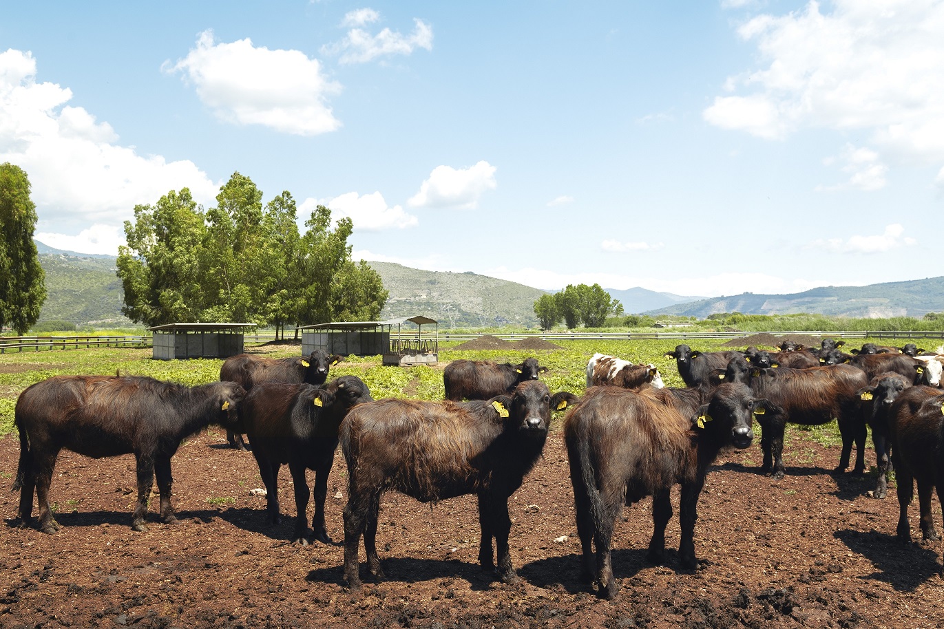 World Buffalo Congress, dopo 20 anni il mondo della bufala torna in Italia e si riunisce a Sorrento