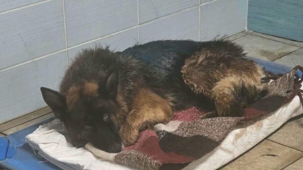 Nocera Inferiore, due cani sequestrati: pastore tedesco in fin di vita