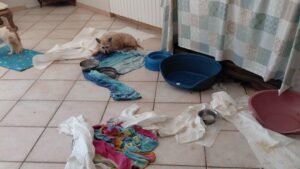 Salerno, scoperta struttura abusiva con 41 cani