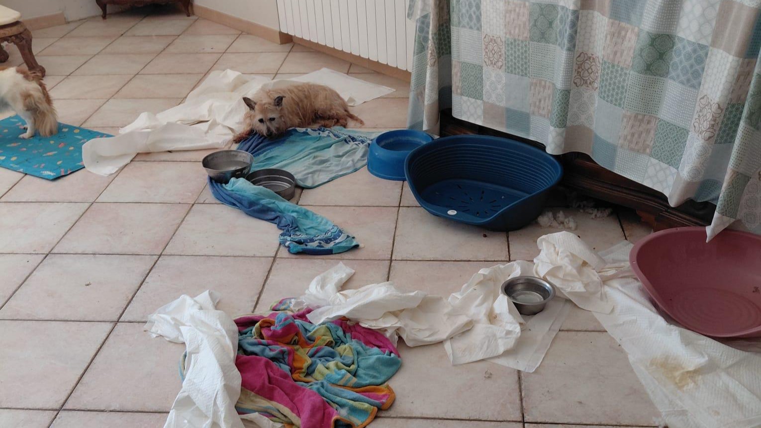 Salerno, scoperta struttura abusiva con 41 cani