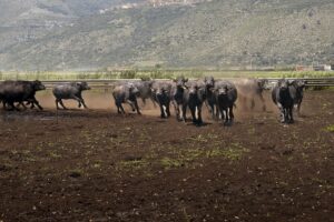 Sorrento, al via domani il World Buffalo Congress, 500 ospiti da 20 Paesi