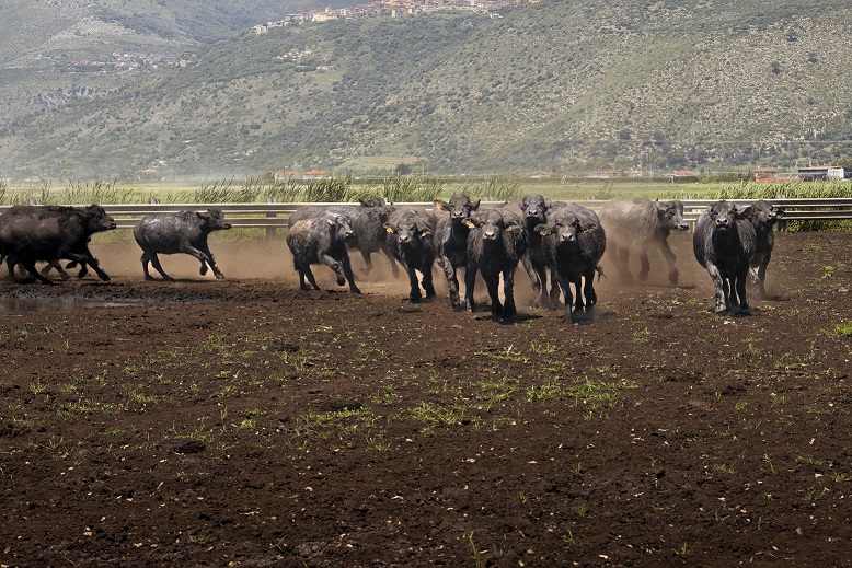 Sorrento, al via domani il World Buffalo Congress, 500 ospiti da 20 Paesi