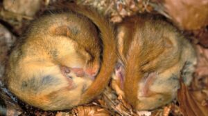 Animali: dal ghiro alla marmotta, ecco chi va in letargo per superare l’inverno