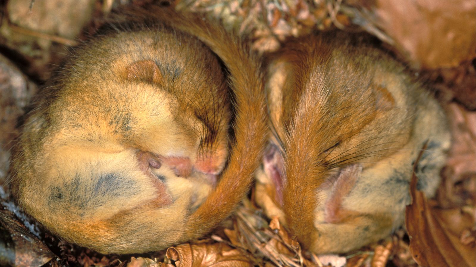 Animali: dal ghiro alla marmotta, ecco chi va in letargo per superare l’inverno