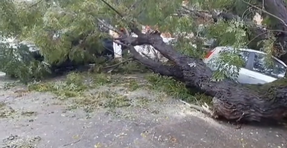 Maltempo nel Salernitano, allagamenti e disagi. Albero crolla sulle auto a Torrione