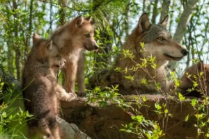 San Francesco, dal 4 ottobre una nuova festa nazionale. Il WWF: «Tutelare anche il lupo»