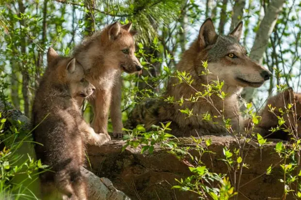 San Francesco, dal 4 ottobre una nuova festa nazionale. Il WWF: «Tutelare anche il lupo»
