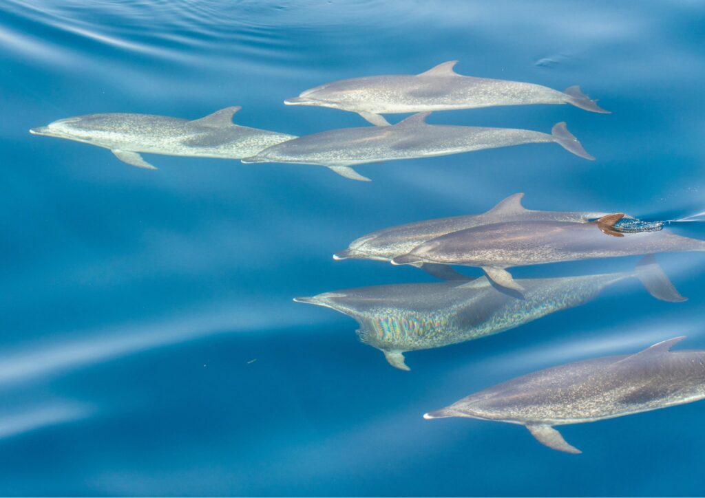 Marina di Camerota, un incontro per conoscere e proteggere i cetacei