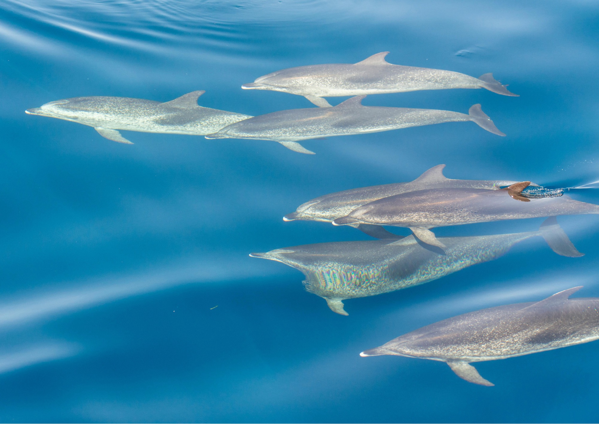 Marina di Camerota, un incontro per conoscere e proteggere i cetacei