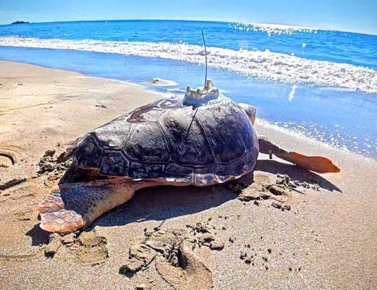 Ascea, nuove luci per le tartarughe marine: liberati due esemplari